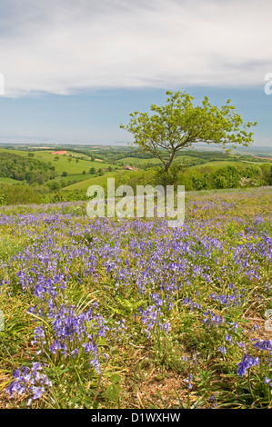 Bluebell meadows ornent les versants nord de Cothelstone Hill dans le collines de Quantock, Somerset Banque D'Images