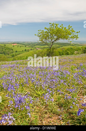 Bluebell meadows ornent les versants nord de Cothelstone Hill dans le collines de Quantock, Somerset Banque D'Images