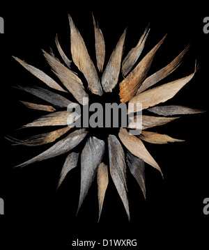 Les éclats d'écorces de noix de coco indienne husk sur fond noir en forme de fleurs ou de soleil Banque D'Images