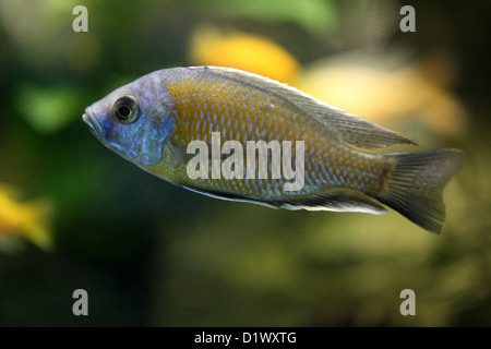 Cichlidés africains, Aulonocara korneliae Aulonocara, or bleu, Cichlidae, Perciformes, chordés. Les poissons d'eau douce du lac Malawi. Banque D'Images