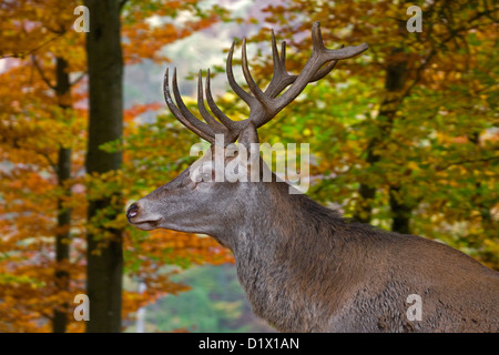 Red Deer (Cervus elaphus) stag close-up en forêt d'automne Banque D'Images