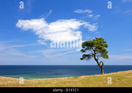 Le pin sylvestre / Norvège pin (Pinus sylvestris), arbre solitaire près de la mer à Haväng, Scanie, Suède, Scandinavie Banque D'Images