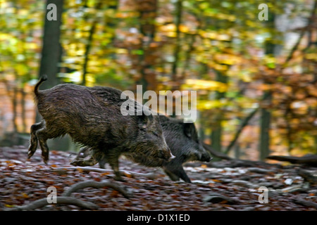 Le sanglier (Sus scrofa) fuyant en forêt d'automne dans les Ardennes Belges, Belgique Banque D'Images
