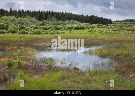 La palse dans la lande à la Hautes Fagnes / réserve naturelle des Hautes Fagnes dans les Ardennes Belges, Belgique Banque D'Images