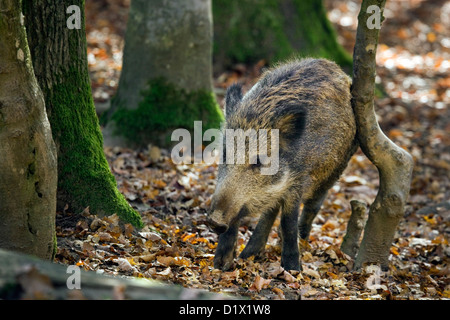 Le sanglier (Sus scrofa) fourrure rayures juvénile contre l'arbre en forêt d'automne dans les Ardennes Belges, Belgique Banque D'Images