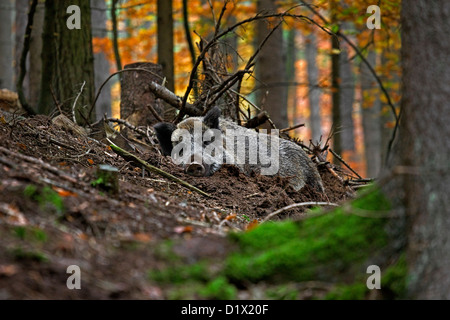 Le sanglier (Sus scrofa) dormant dans forêt d'automne dans les Ardennes Belges, Belgique Banque D'Images