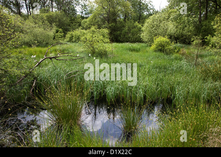 Pingo dans la lande à la Hautes Fagnes / réserve naturelle des Hautes Fagnes dans les Ardennes Belges, Belgique Banque D'Images