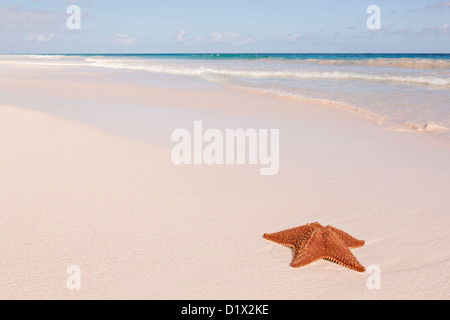 Une étoile de mer coussin rouge le long de la plage de sable rose dans Dunmore Town, Harbour Island, Bahamas Banque D'Images