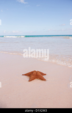 Une étoile de mer coussin rouge le long de la plage de sable rose dans Dunmore Town, Harbour Island, Bahamas Banque D'Images