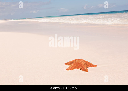 Une étoile de mer coussin rouge le long de la plage de sable rose dans Dunmore Town, Harbour Island, Bahamas Banque D'Images