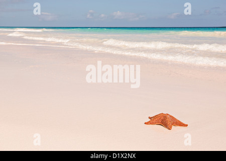 Une étoile de mer coussin rouge le long de la plage de sable rose dans Dunmore Town, Harbour Island, Bahamas Banque D'Images