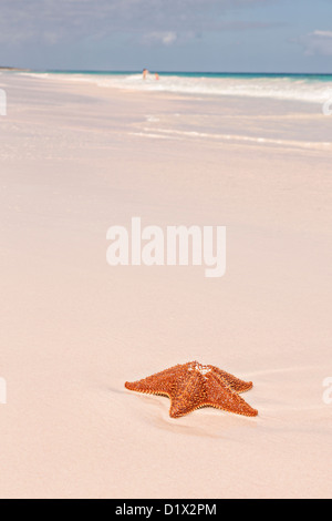 Une étoile de mer coussin rouge le long de la plage de sable rose dans Dunmore Town, Harbour Island, Bahamas Banque D'Images