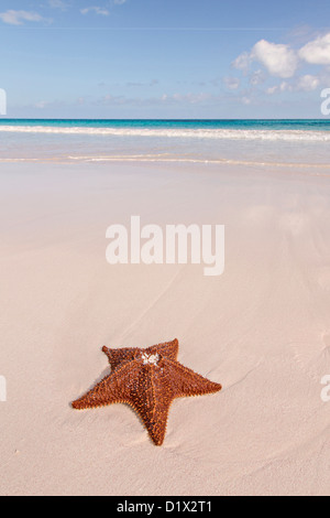 Une étoile de mer coussin rouge le long de la plage de sable rose dans Dunmore Town, Harbour Island, Bahamas Banque D'Images