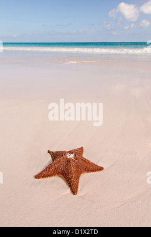 Une étoile de mer coussin rouge le long de la plage de sable rose dans Dunmore Town, Harbour Island, Bahamas Banque D'Images