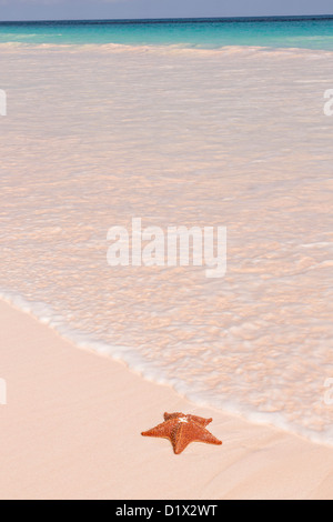 Une étoile de mer coussin rouge le long de la plage de sable rose dans Dunmore Town, Harbour Island, Bahamas Banque D'Images