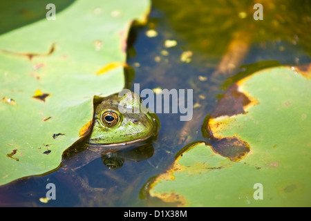 Grenouille dans l'étang avec des nénuphars Banque D'Images