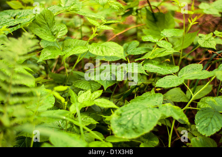 Une image de framboise noire plante dans la forêt Banque D'Images