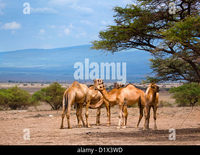 Groupe de chameaux sous l'arbre en Afrique Banque D'Images