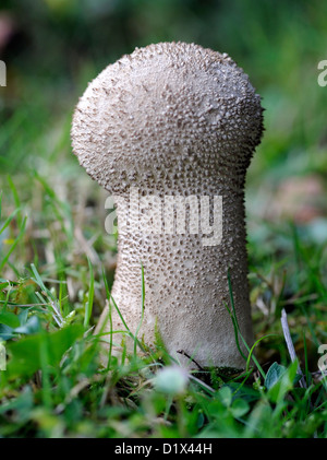 Vesse-de-commune immatures (Lycoperdon perlatum). Bedgebury Forêt, Kent, UK. Banque D'Images