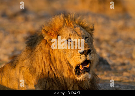 Portrait d'un vieux lion dans la nature. Banque D'Images