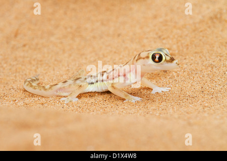 Dunes du Namib en Namibie Gecko Banque D'Images
