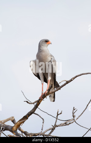 Le sud de l'Autour des palombes Psalmodiant pâle en Namibie Banque D'Images