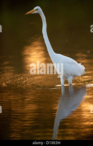 Grand Egret, albus de Casmerodius, à l'aube dans le parc national de Sarigua, province de Herrera, République du Panama. Banque D'Images