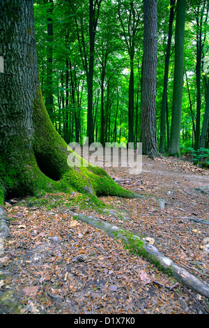 Un sentier dans la forêt mixte (épicéa, pin, hêtre, chêne) dans une journée ensoleillée, par Beckingen, Sarre / Allemagne Banque D'Images