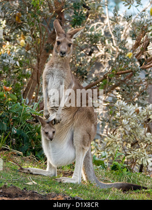 Petit joey - bébé kangourou gris de l'appairage Macropus giganteus - hors d'elle mère pochette fourrure - à l'état sauvage Banque D'Images