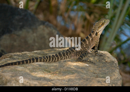 Les jeunes de l'eau de l'est dragon - un lézard australien - sur un rocher à côté de la Mary River, près de Cairns Queensland Australie Banque D'Images