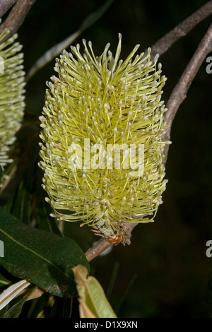 Fleur jaune / vert de Banksia robur - de plus en plus près de la forêt d'état Tuan Rainbow Beach Queensland Australie Banque D'Images