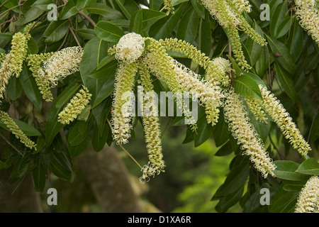 Fleurs de couleur crème Buckinghamia celsissima - ivoire curl fleur - un arbre indigène Banque D'Images