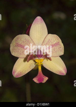 Belle fleur de couleur crème Spathoglottis plicata, sol australien orchidée, avec des gouttes de pluie sur les pétales sur fond sombre Banque D'Images