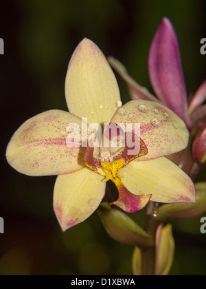 Belle fleur de couleur crème Spathoglottis plicata, sol australien orchidée, avec des gouttes de pluie sur les pétales sur fond sombre Banque D'Images