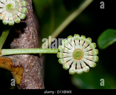 En forme de boutons de Stenocarpus sinuatus - Queensland firewheel, arbre et plantes indigènes australiens Banque D'Images