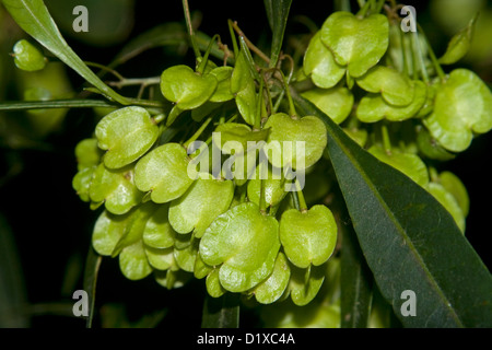 Grappe de capsules de graines vert vif de Dodonea - une des espèces de plantes indigènes australiens,.hopbush, sur un fond sombre Banque D'Images