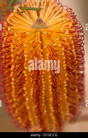 Close up of orange flower de Banksia spinulosa, une plante indigène de l'Australie, en forêt près de grottes de Wombeyan, NSW Australie Banque D'Images