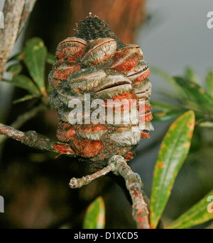 Écrou de Banksia contenant des graines d'arbustes indigènes australiens Banque D'Images