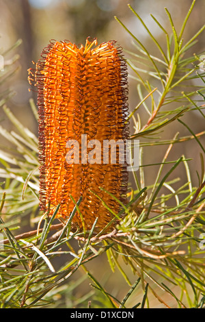 Banksia ericifolia banksia Heath - fleurs -une plante indigène australienne de plus en forêt en NSW Australie Banque D'Images