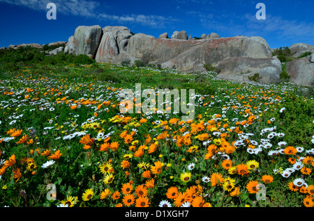 OOrange et marguerites blanches, Postberg Nature Reserve, Cape Town Afrique du Sud Banque D'Images