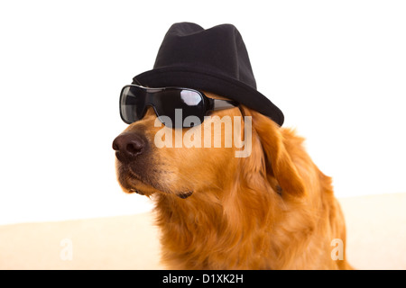 Chien habillé en gangster mafia avec chapeau noir et lunettes de golden retriever Banque D'Images