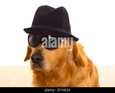 Chien habillé en gangster mafia avec chapeau noir et lunettes de golden retriever Banque D'Images