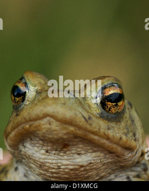 Crapaud commun Portrait tête et les yeux Banque D'Images