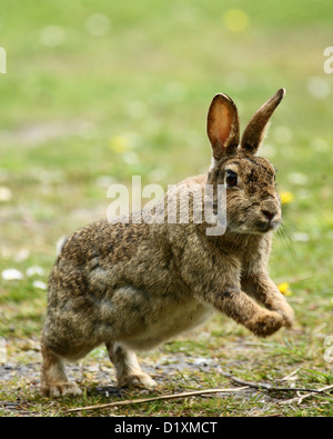 Un lapin sauvage sautant Banque D'Images