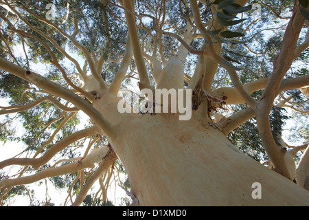 Eucalyptus dalrympleana, gomme la montagne, Kew Gardens, London, UK Banque D'Images