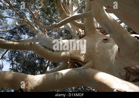 Eucalyptus dalrympleana, gomme la montagne, Kew Gardens, London, UK Banque D'Images