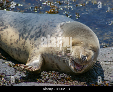 / Phoque gris Halichoerus grypus Banque D'Images