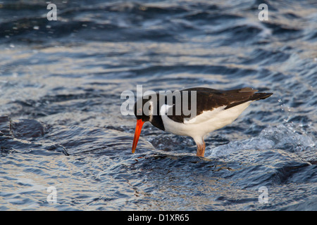 Eurasian Oystercatcher Haematopus ostralegus alimentation, Shetland, Scotland, UK Banque D'Images