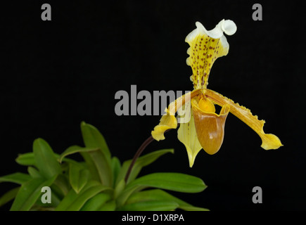 Orchidées Paphiopedilum communément appelé le "Lady's-chaussons" ou "slipper orchids" sur fond noir Banque D'Images