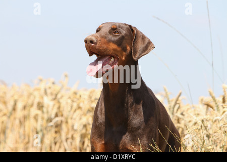 / Dobermann chien Dobermann (oreilles naturelles) profil portrait adultes Banque D'Images